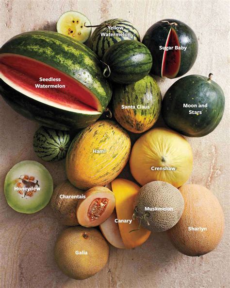 melonstu|Melons of the World: 13 Melon Types 